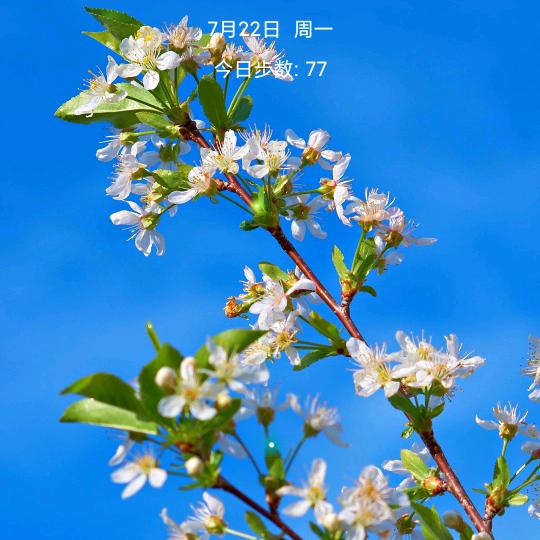 三皮0528