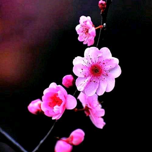 梅花绽放.