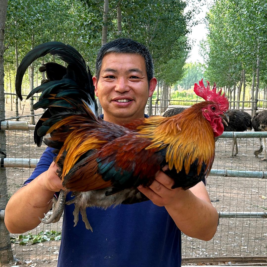 老任家的散养鸡（发货号）