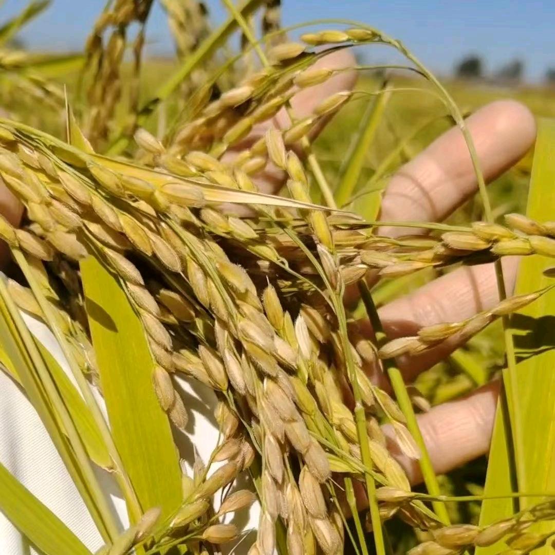 小孙家五常大米🌾