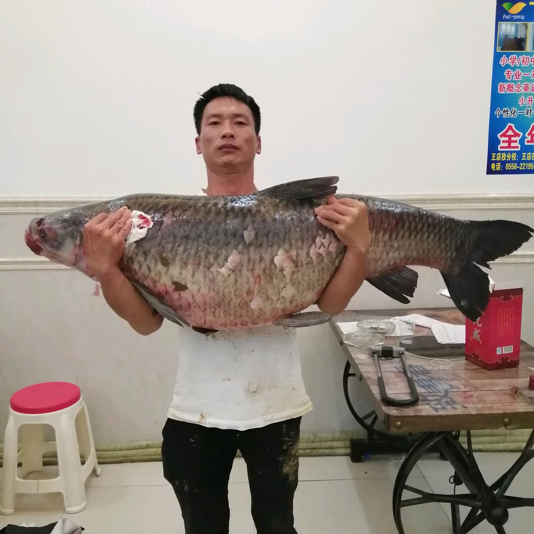 钓鱼的老王