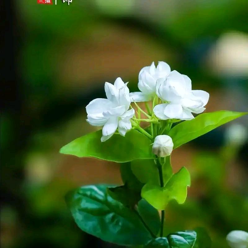 钰丰洋星--星光点点