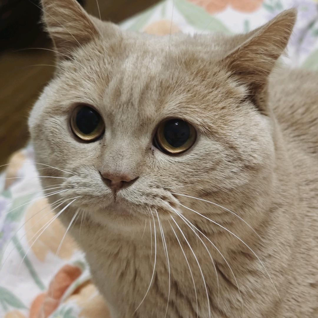 小好不是笨蛋