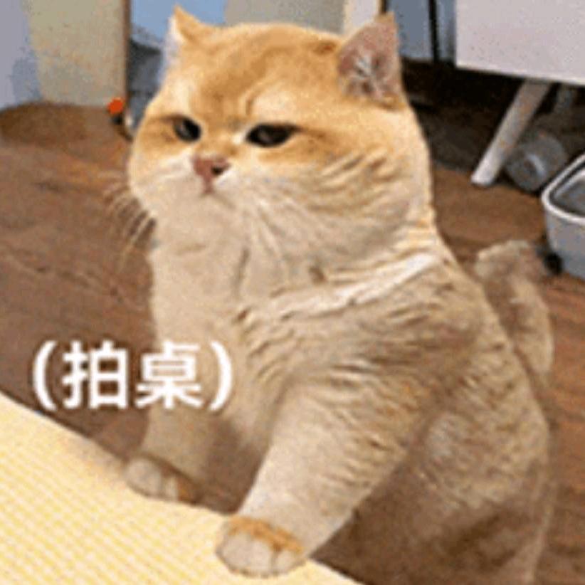 选小宝