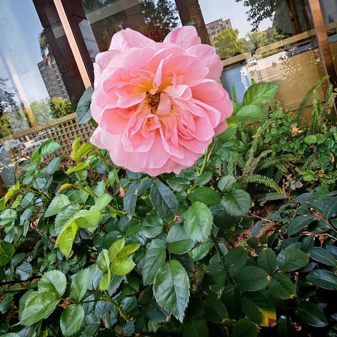 🌸zlm🌸