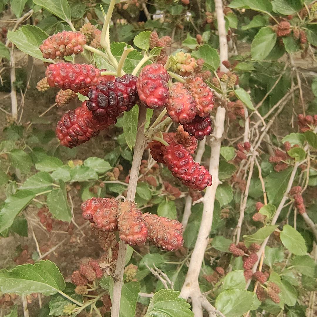 疆味真果西域珍