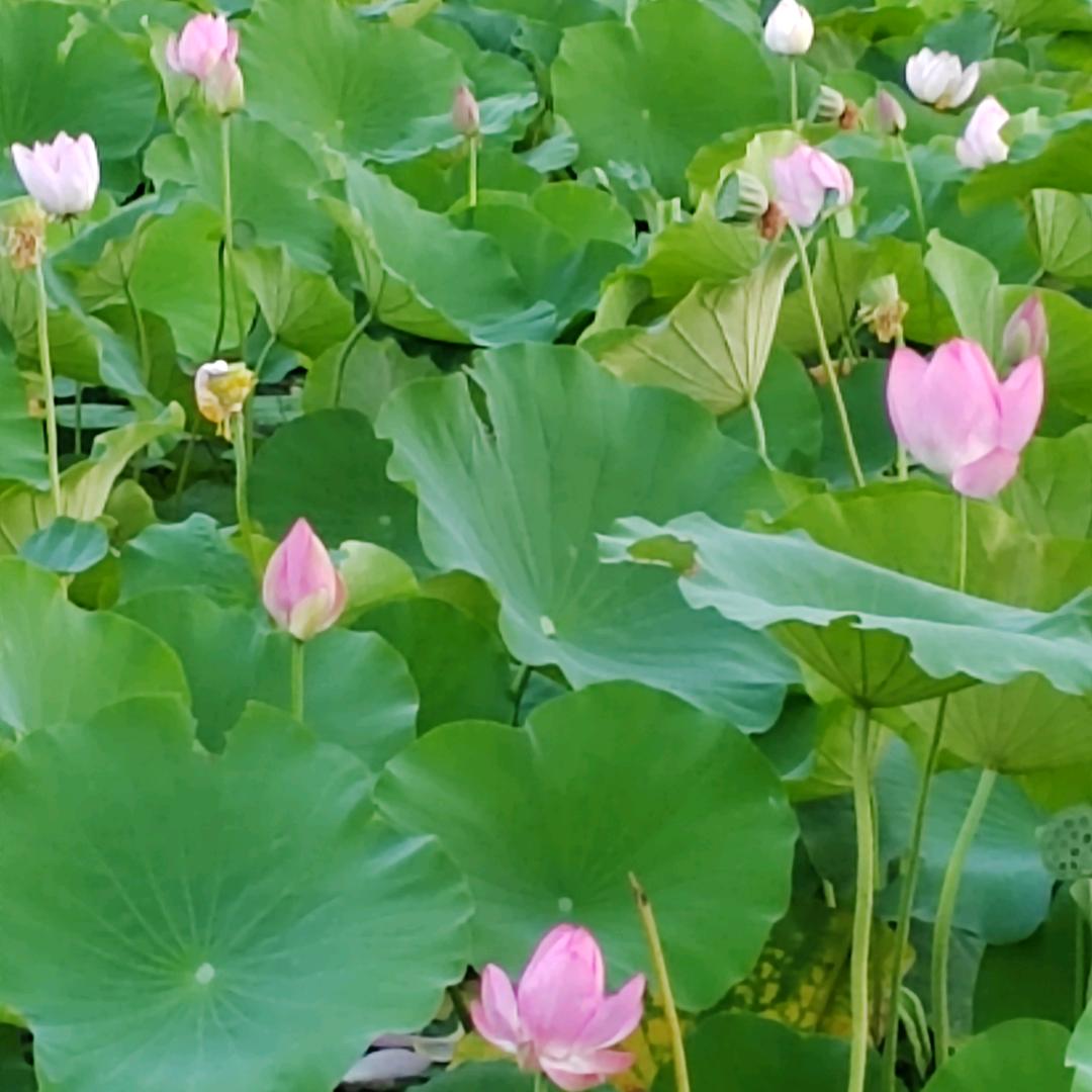 艾舒宁养生调理馆