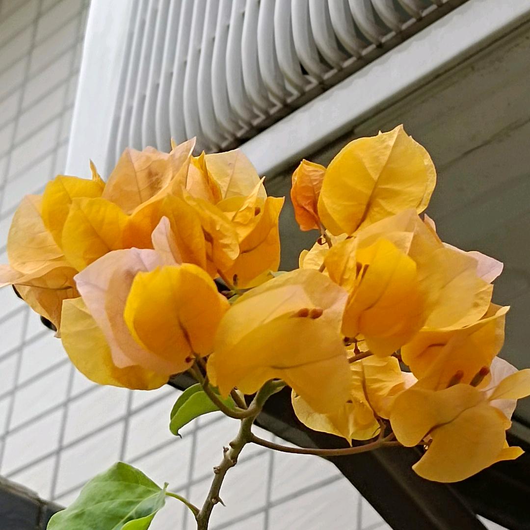 一米阳光😍😍🌈