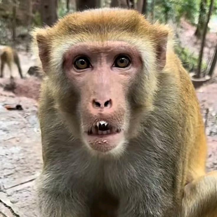 🐵猴子大王🐵