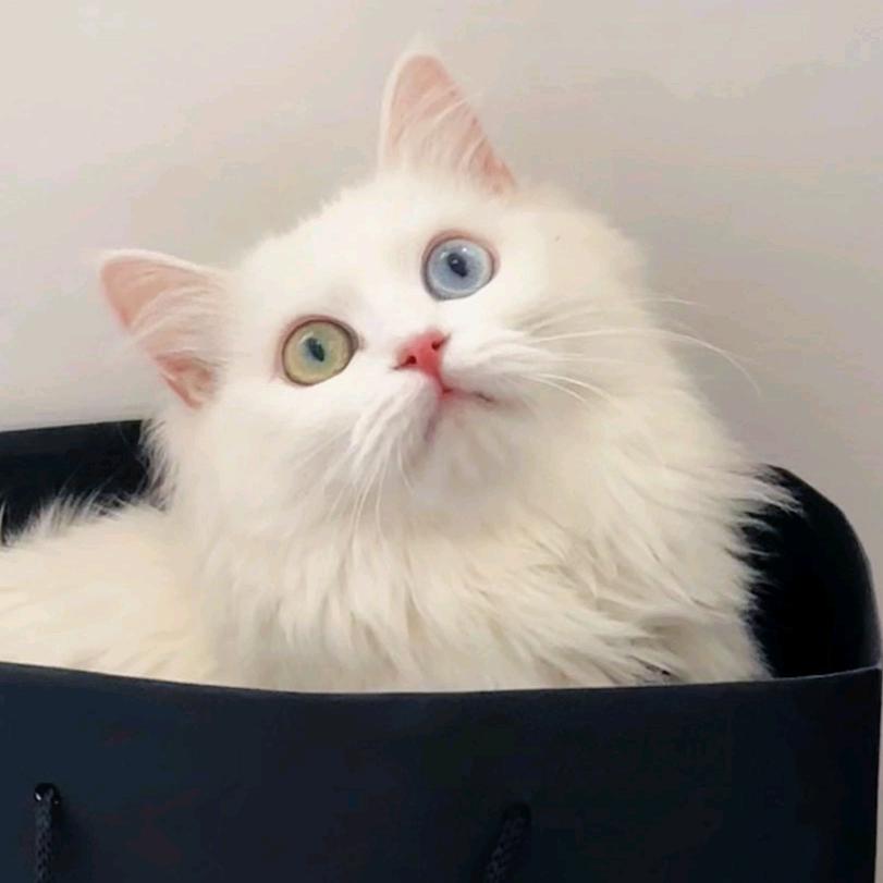 山东狮子官方号