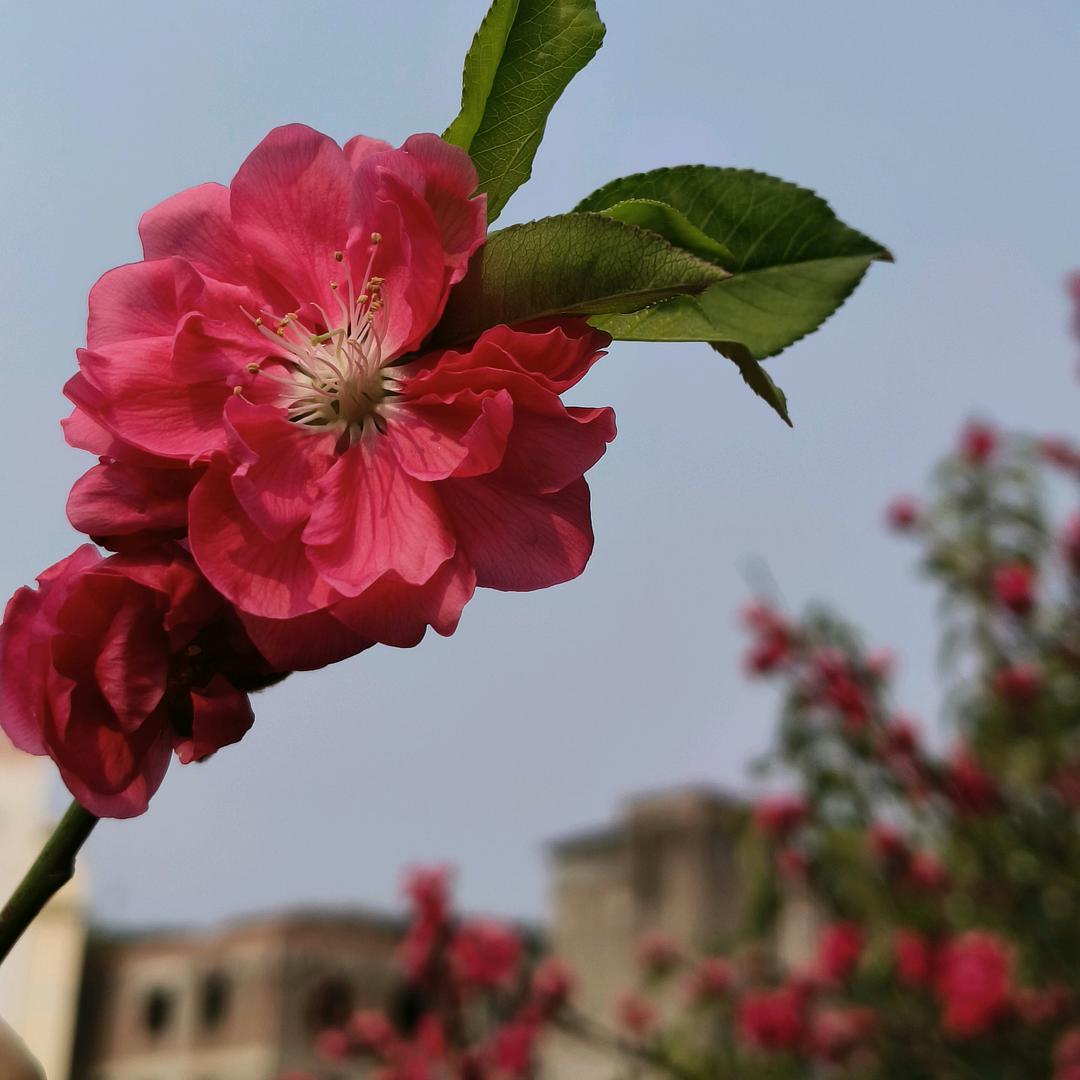 24番花信