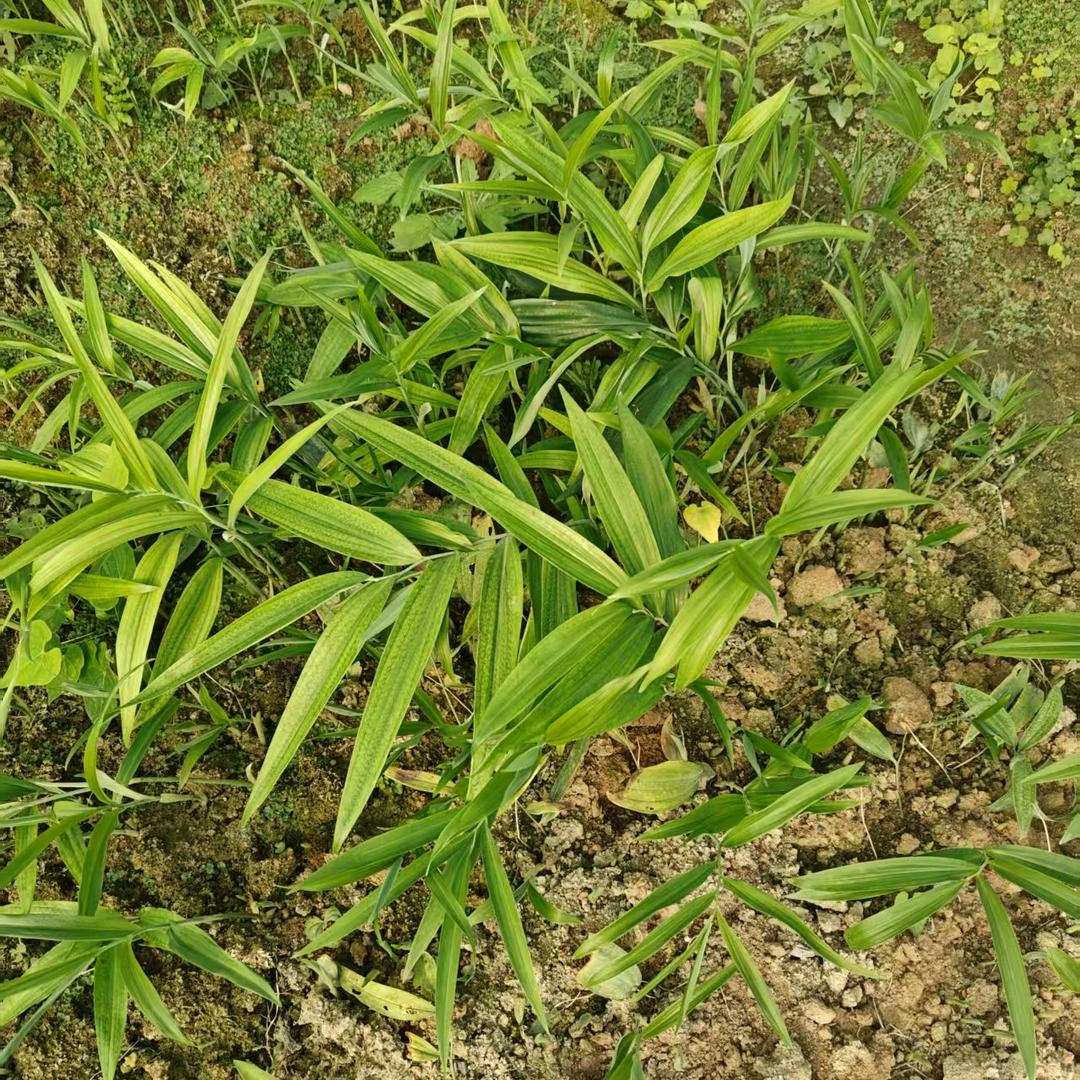 药材种植