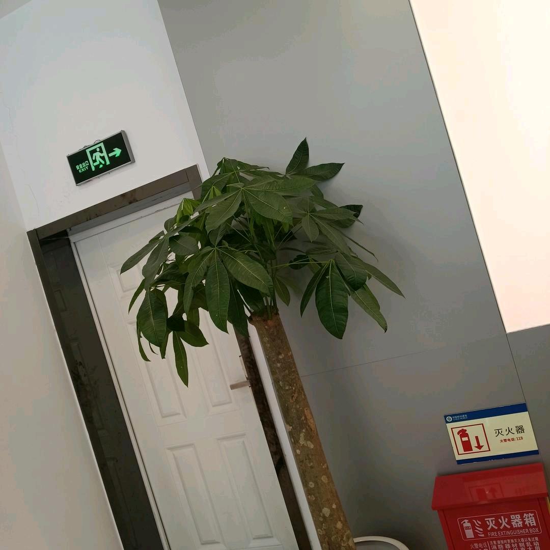 萍凡