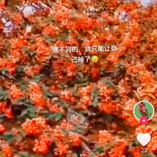 绿花椒