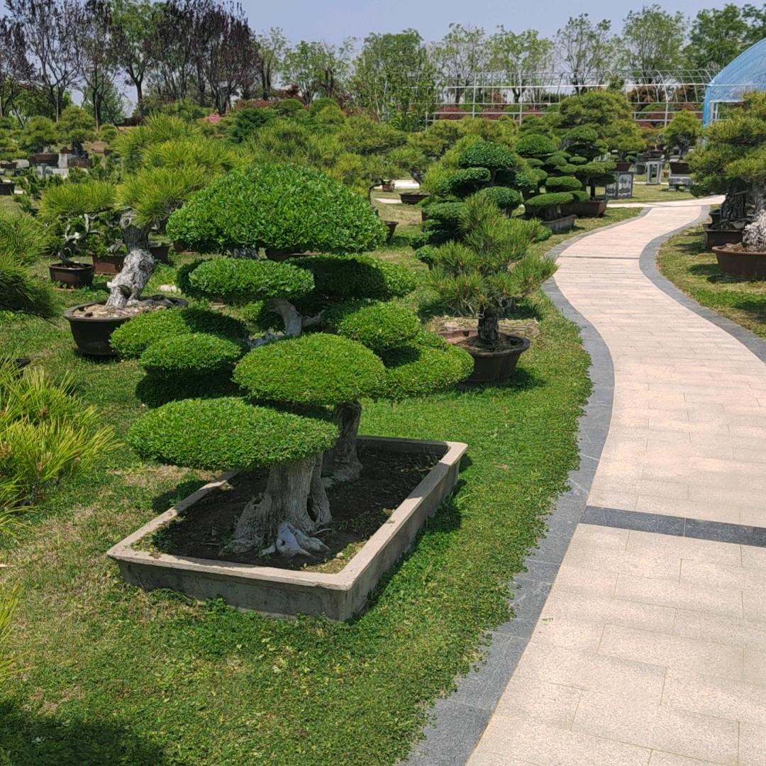 郭  阳