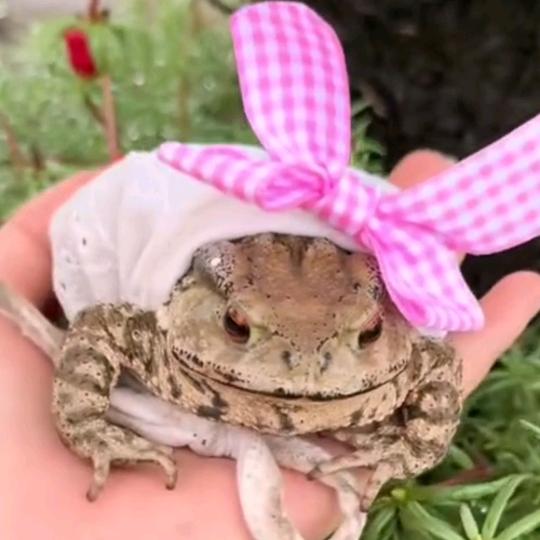 枣庄汇鑫蟾蜍特种养殖