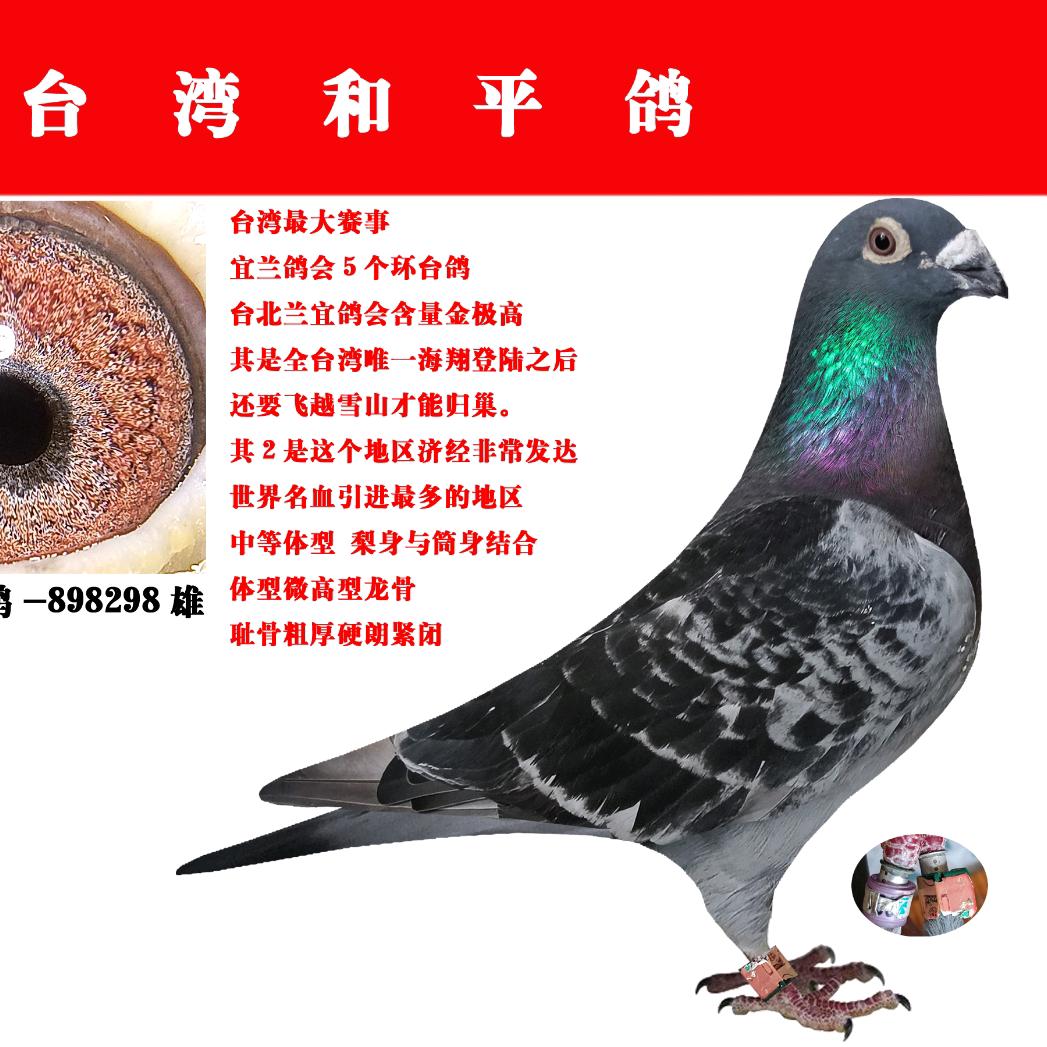 鸽遇有缘人