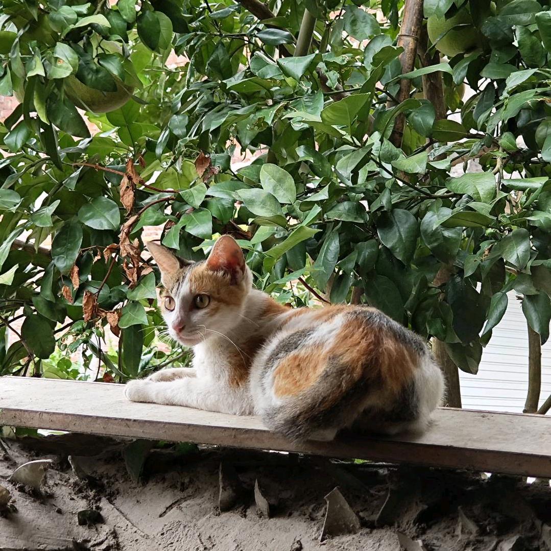 小蜻蜓