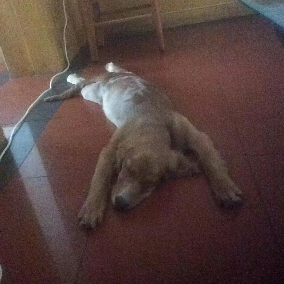 花言巧语肉馒头