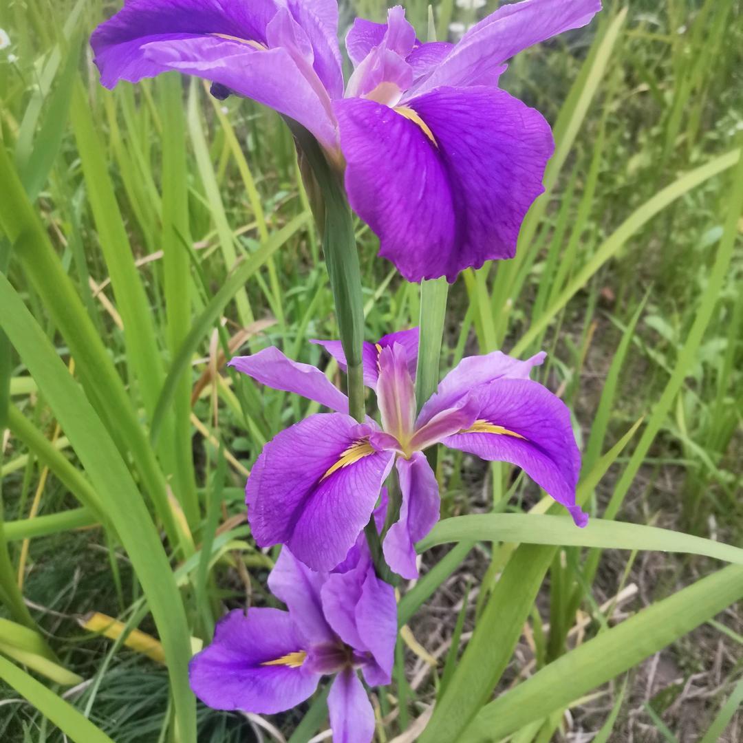 桃李芬芳