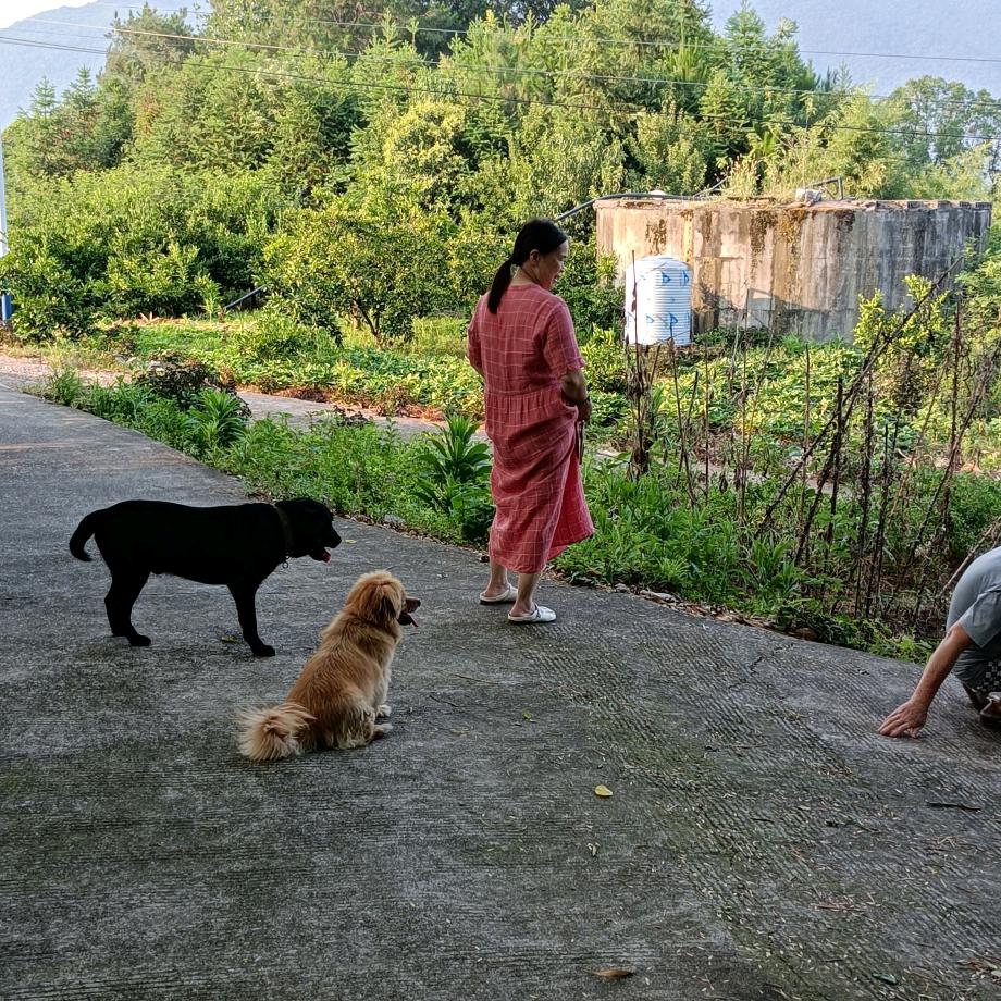 兔耳聆听