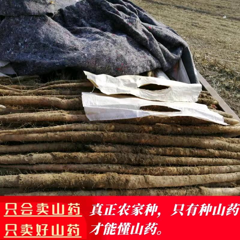 山药徐鲜生