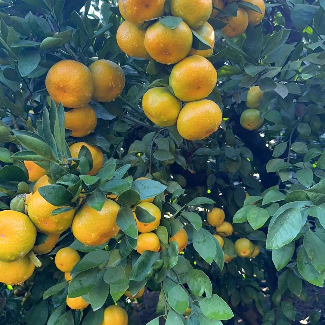 南昌深圳农贸易水果市场3街1号