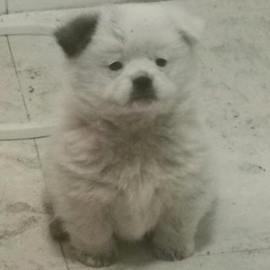 不会扣球不改名