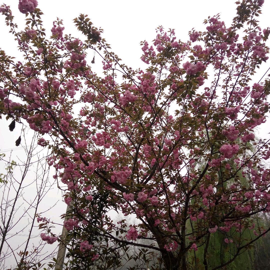 小银子🌸