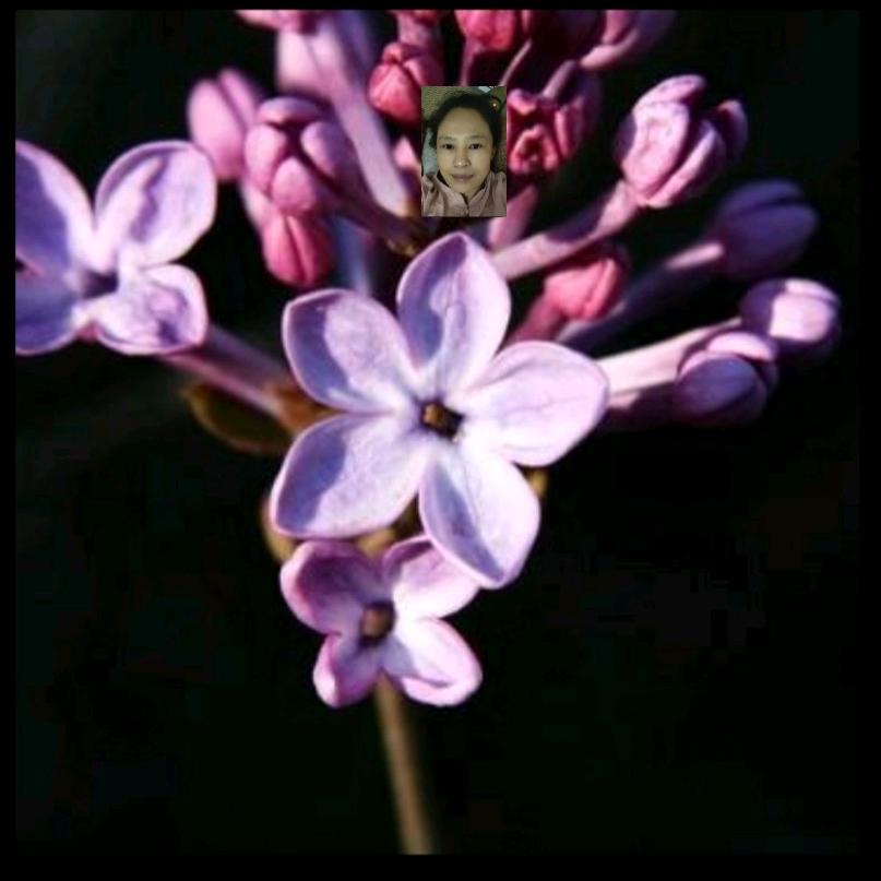 那年的丁香花