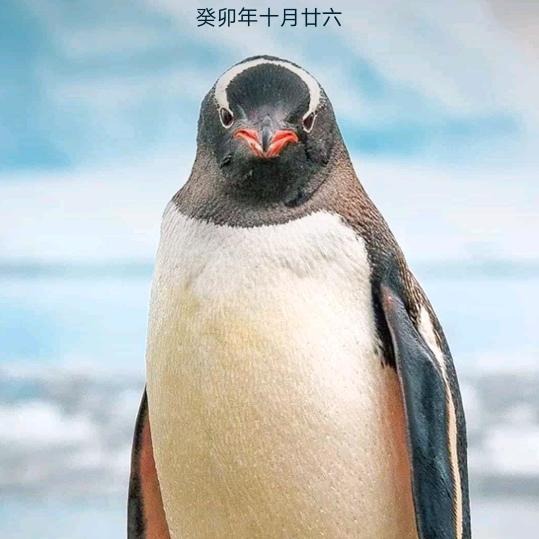 建哥
