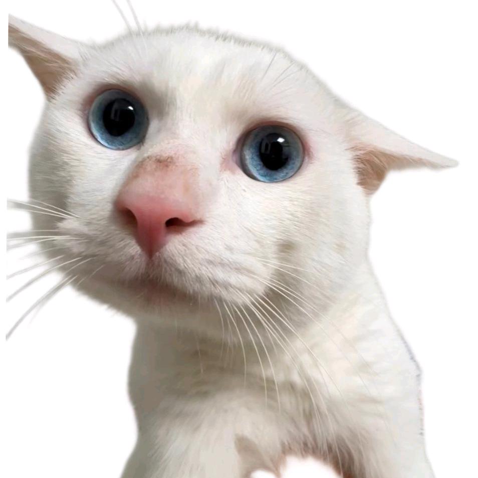 小熊猫（流放之路2