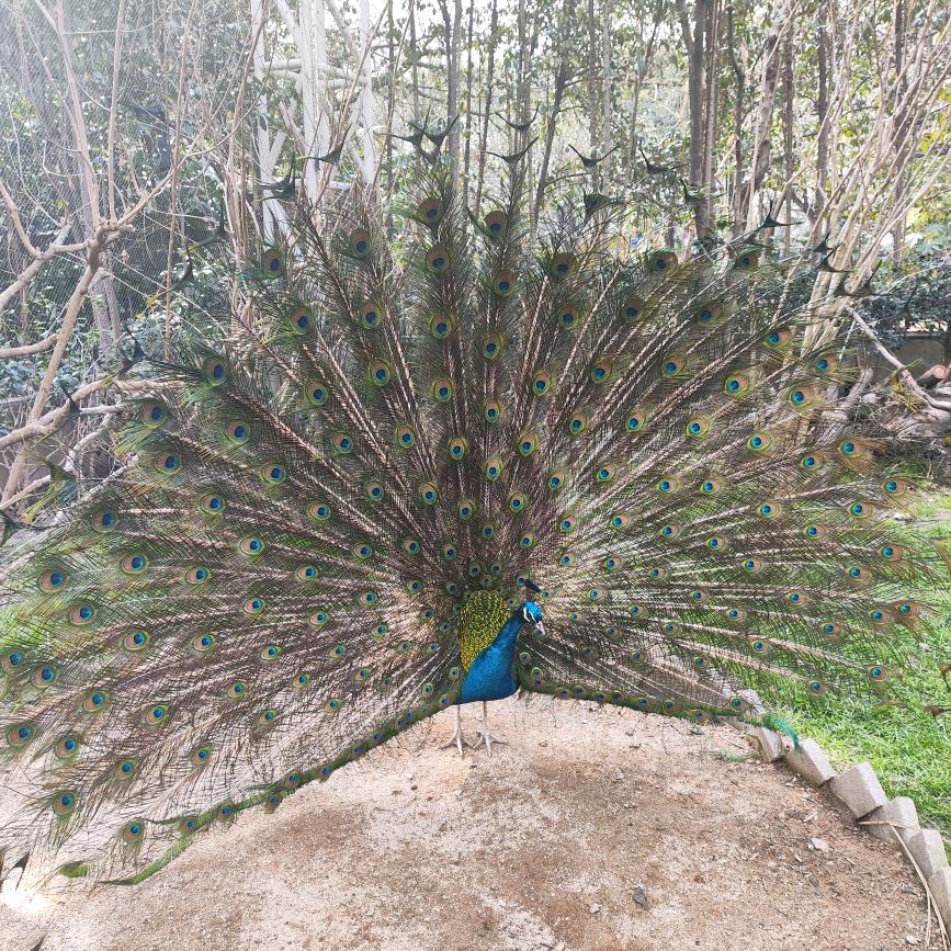 翩翩起舞的蝴蝶