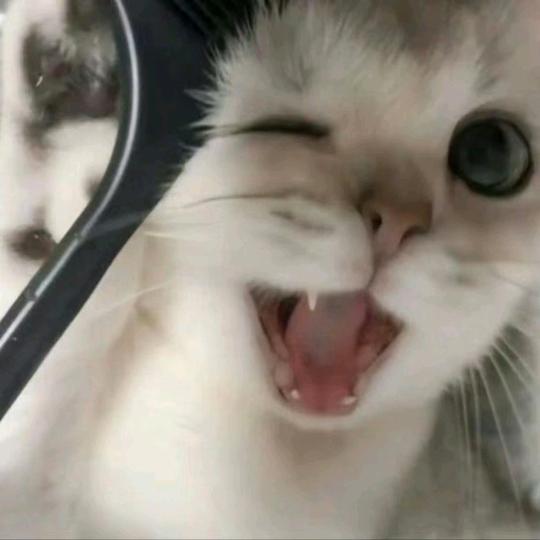 一团小猫只-优行卫萌宠乐园