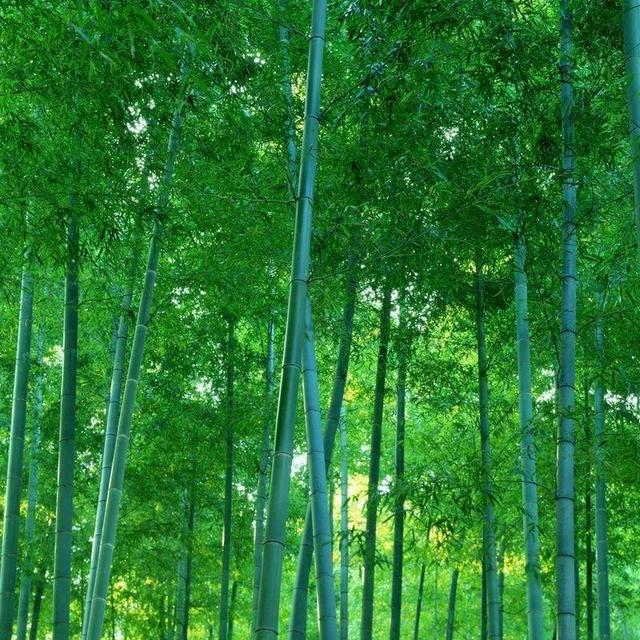 蘭心蕙质