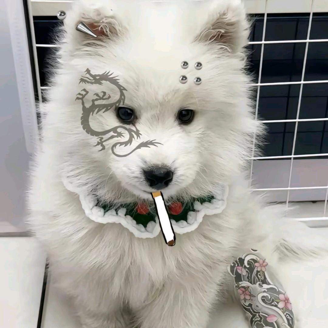 捉到菲了