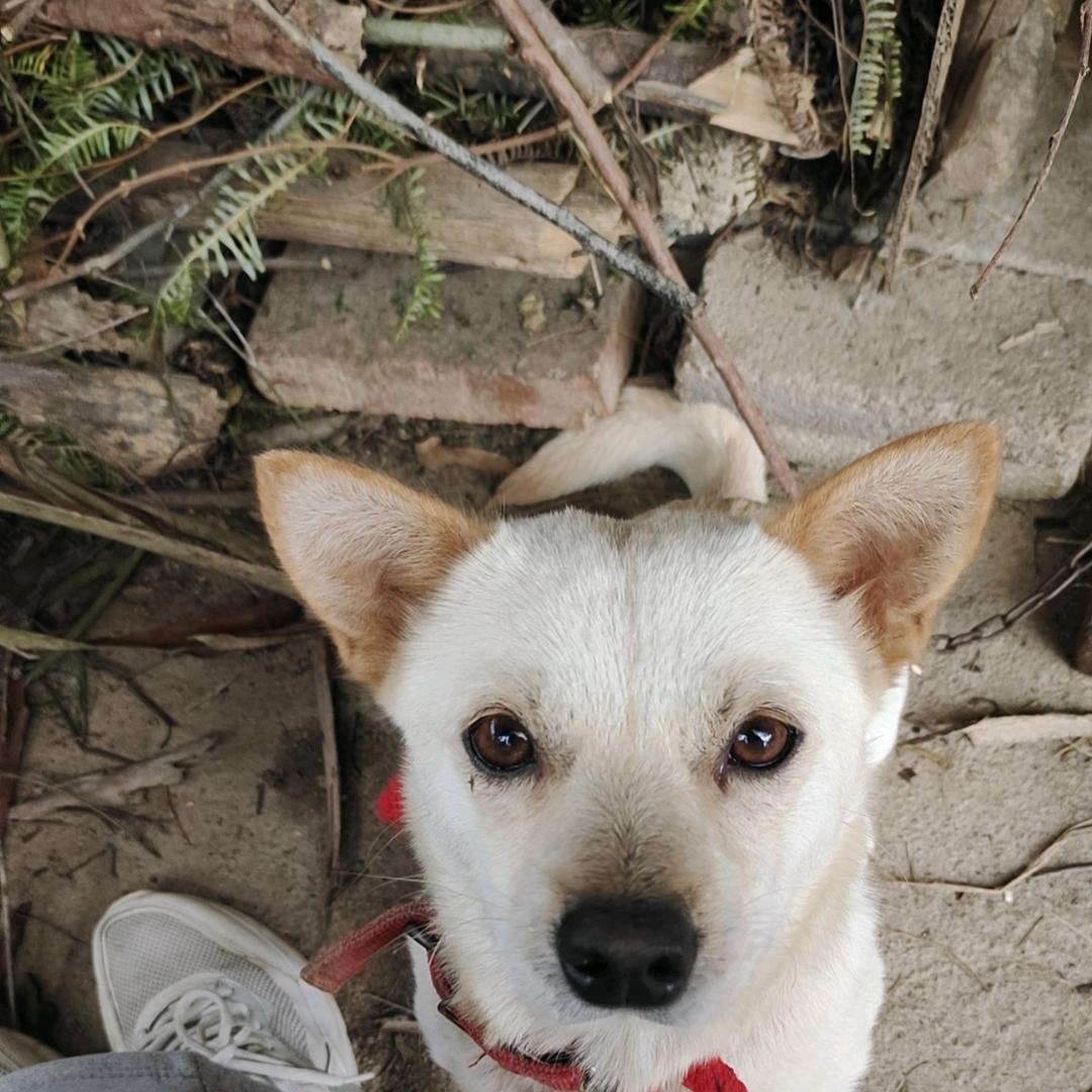 新一❤（广西田园犬）