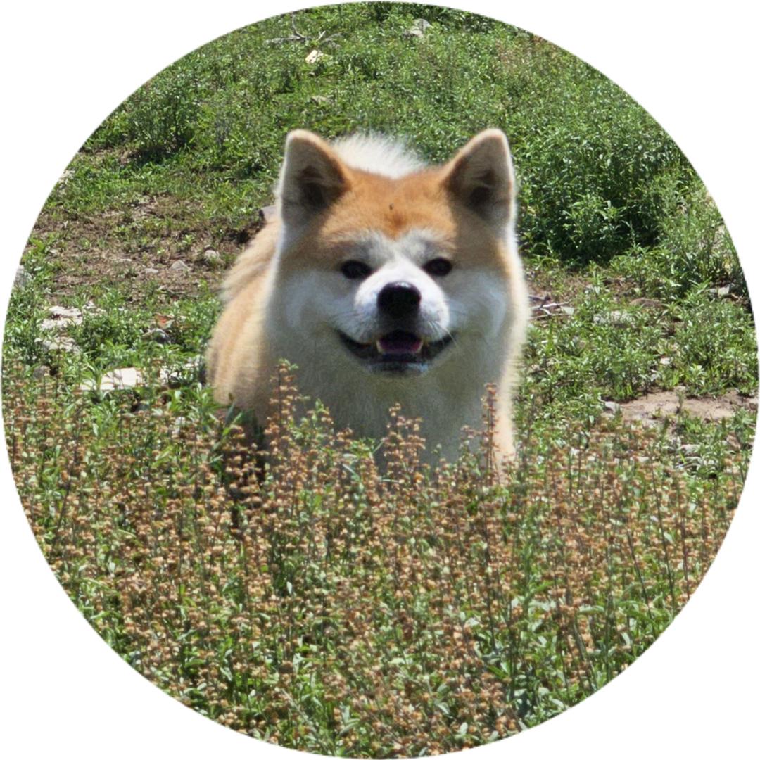 白果也是狗