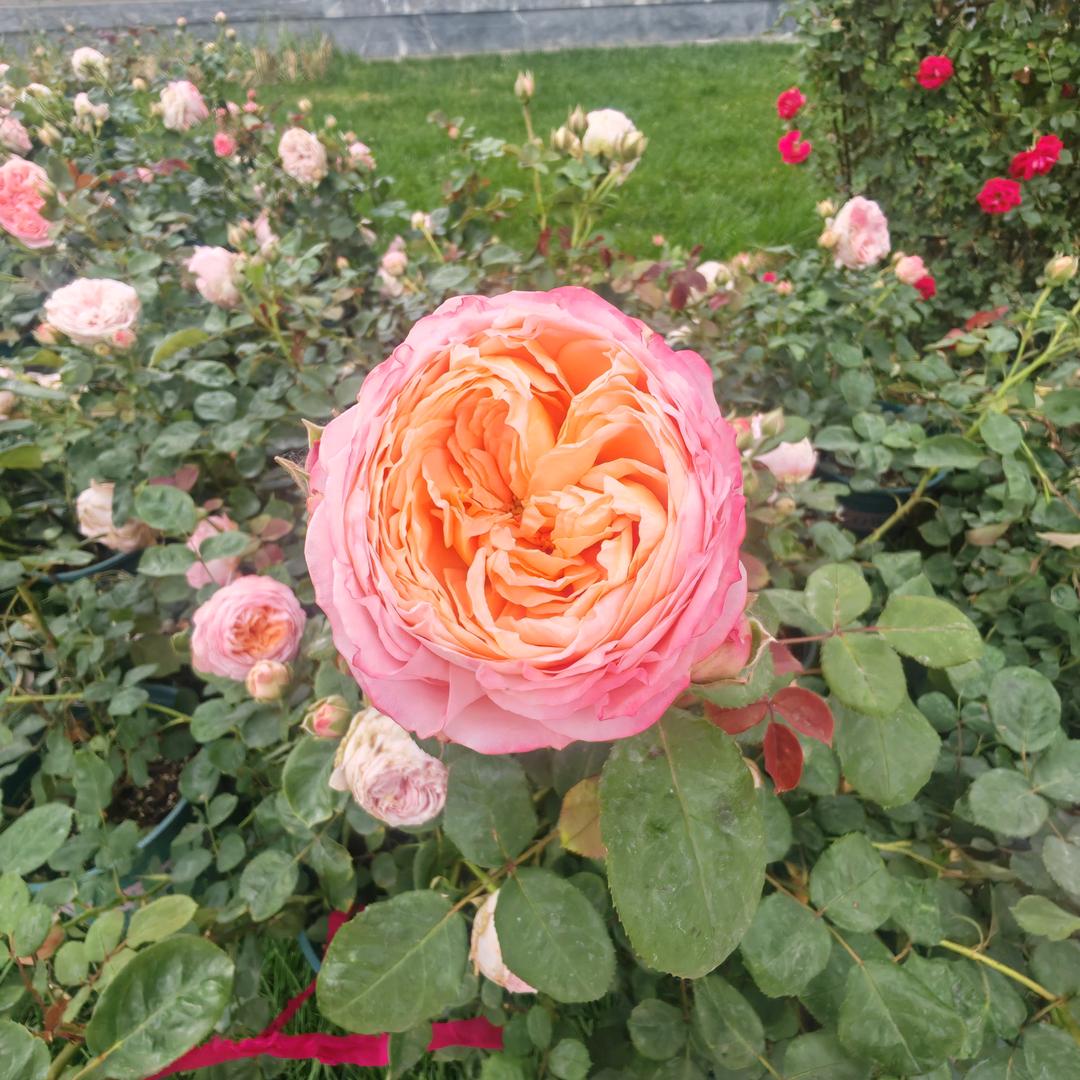 家常菜