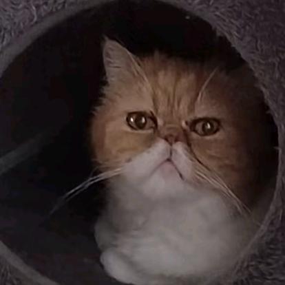 乔乔姐的猫孩