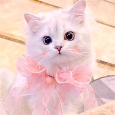 甜味小奶猫🐱