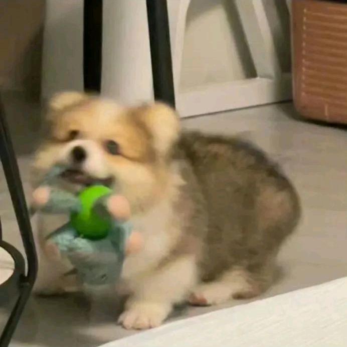笨蛋小狗