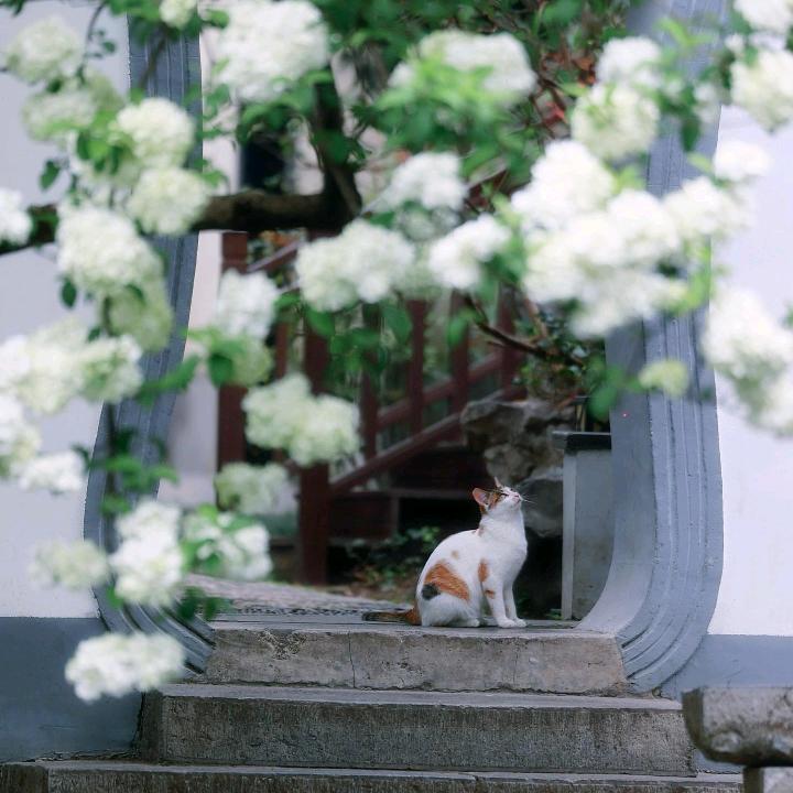 中华木绣球200亩《云涧花舍》