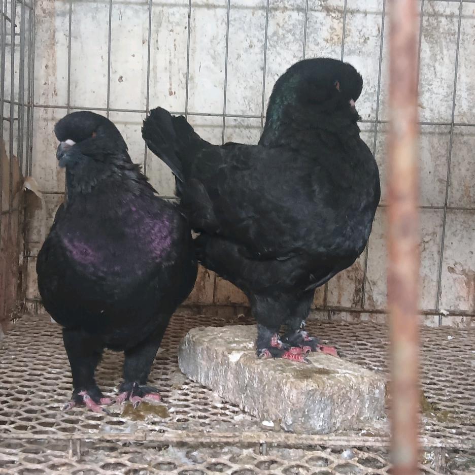 平顶山 异色信鸽批发