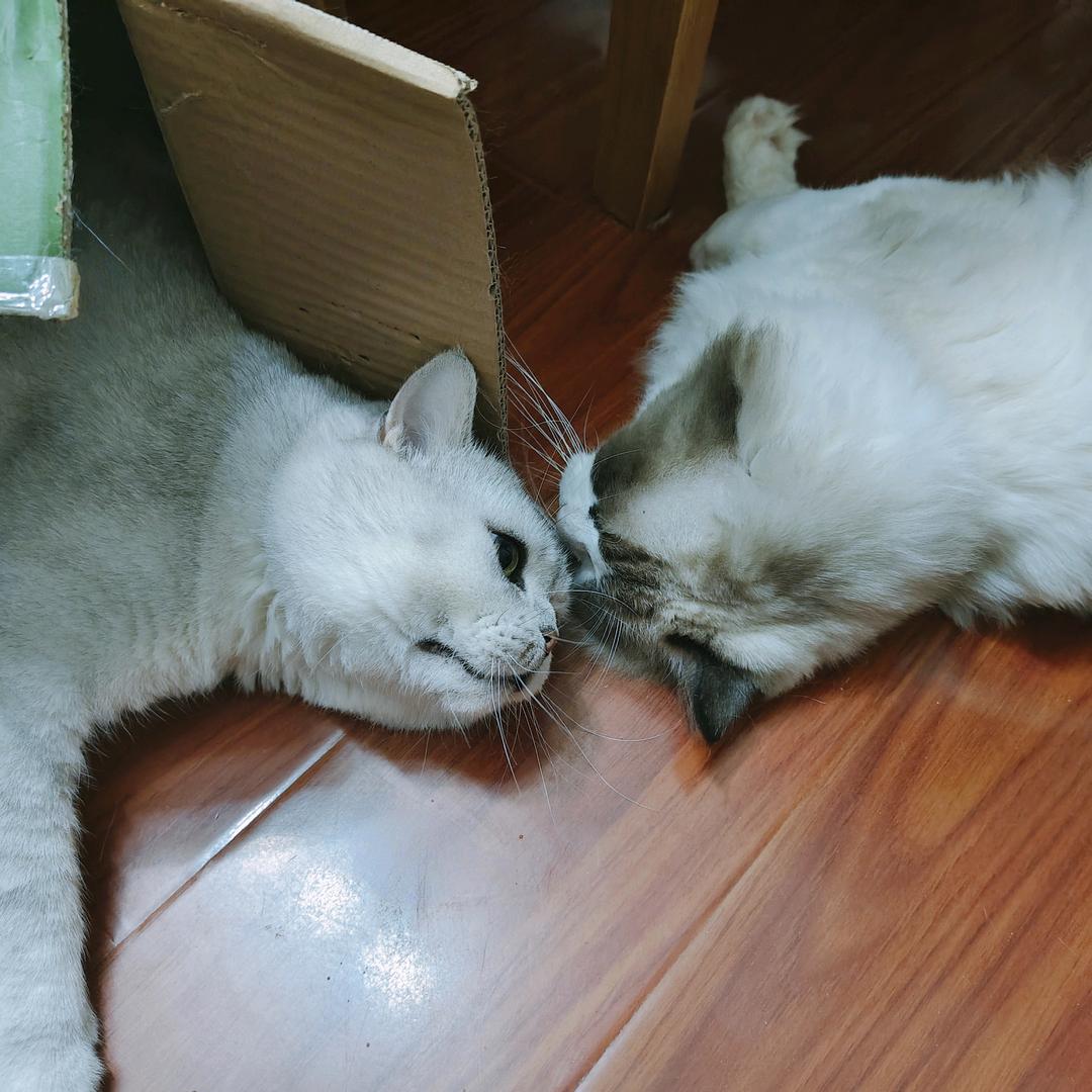 古长安掌握脱发的神经