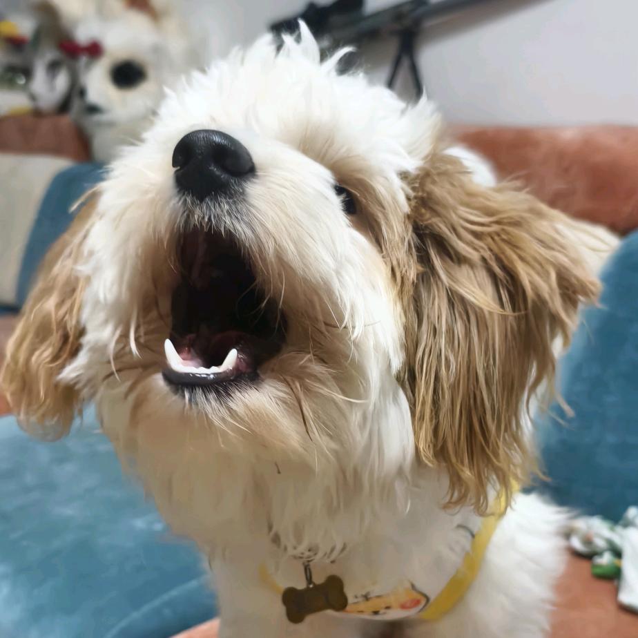小浪张