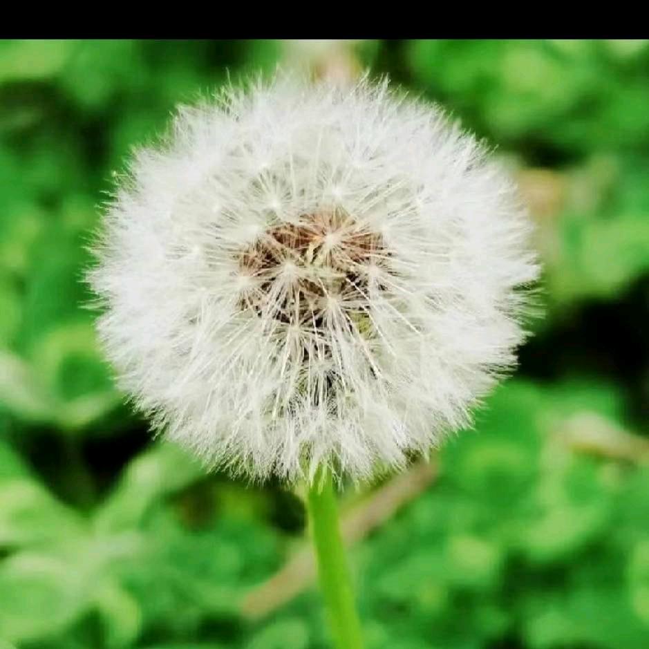 小  桃