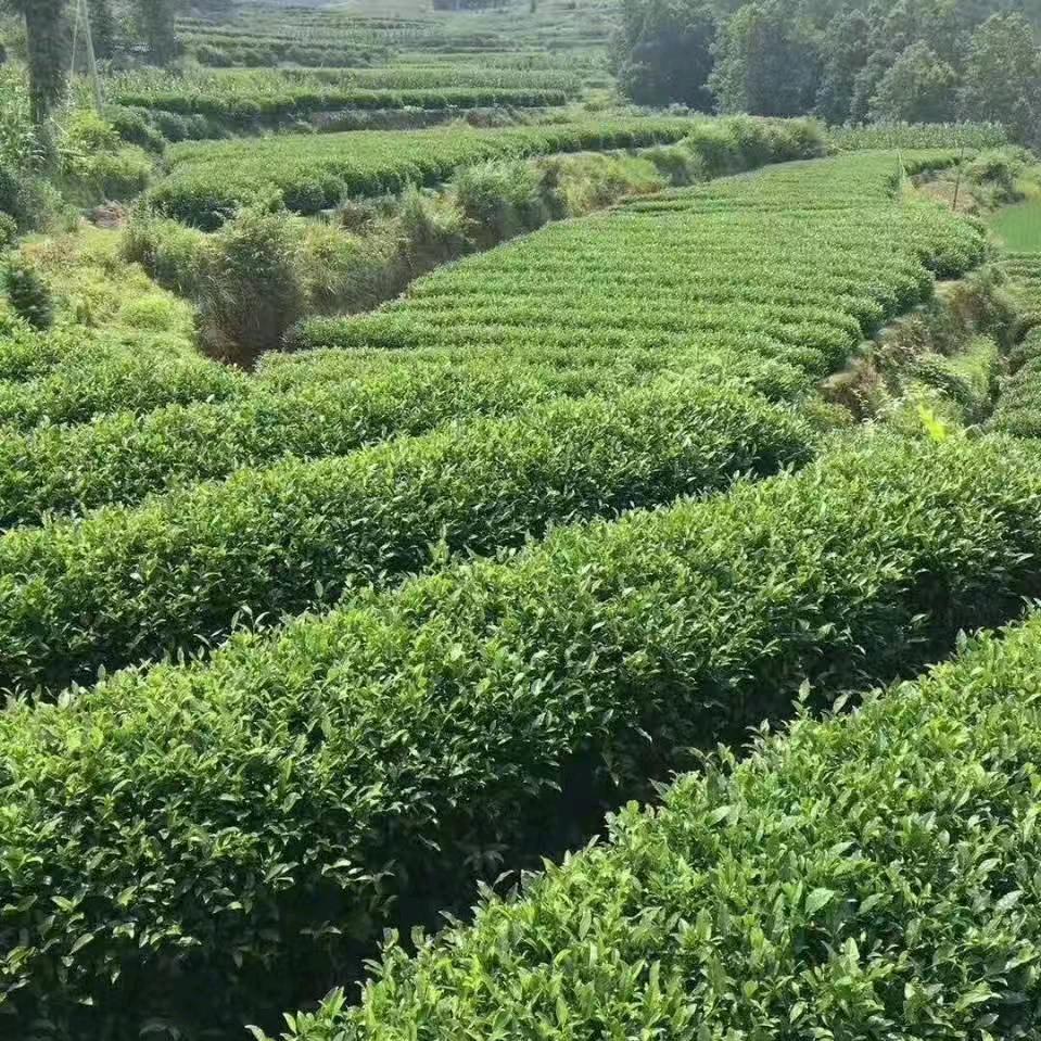 万源市固军中河茶厂