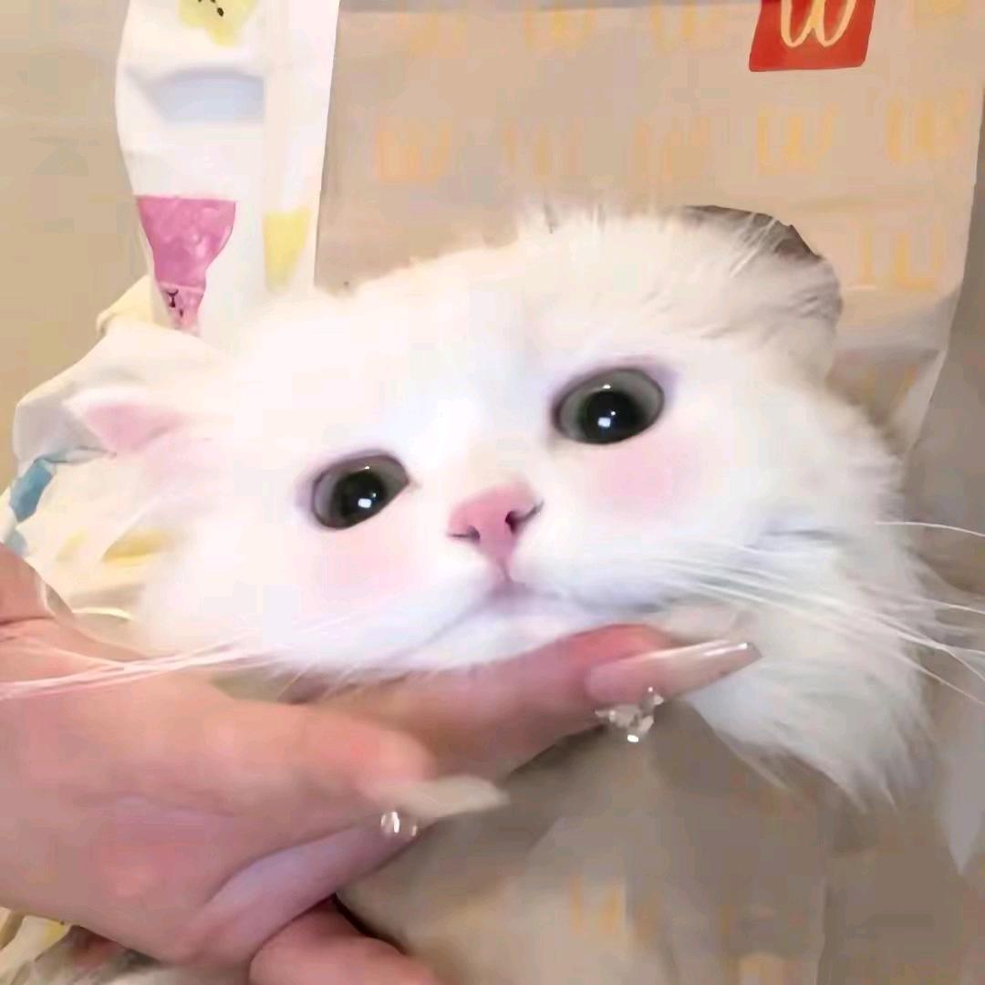 是鱼丸子呀！