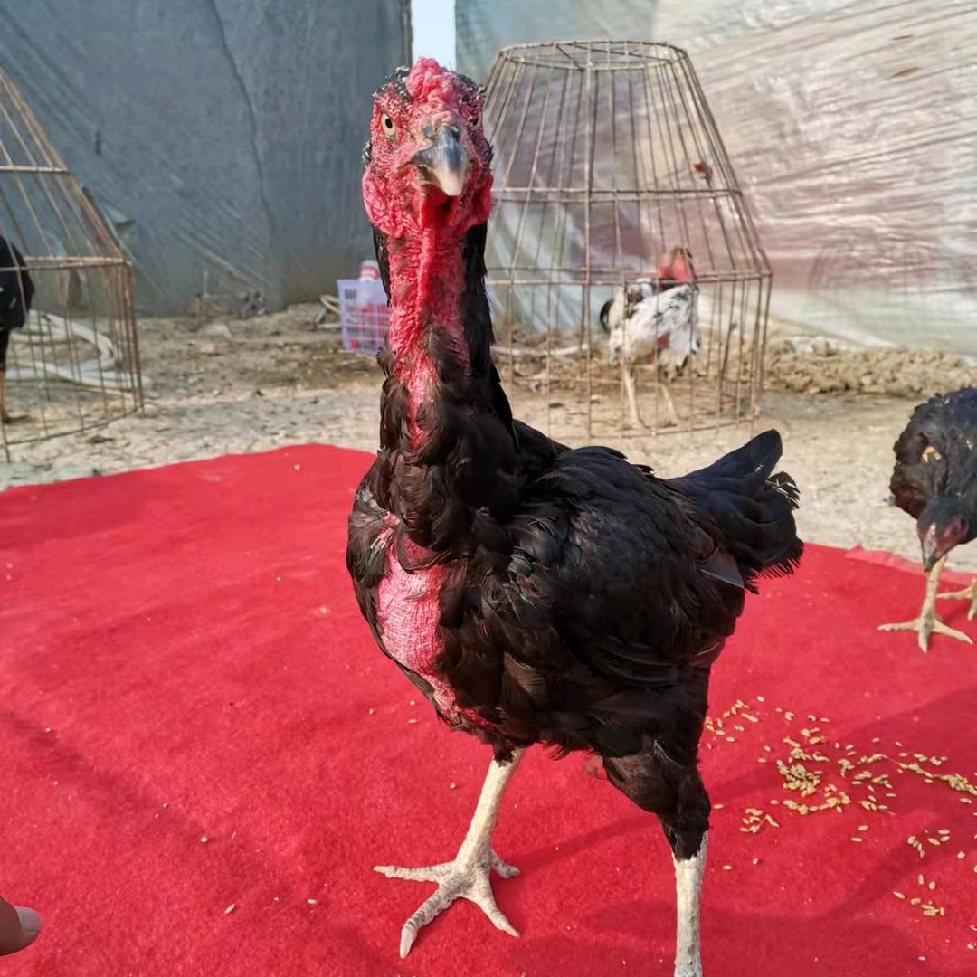 小董斗鸡养殖场